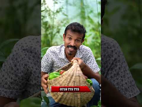 හරිතාගාර තුළ වගා කරන්න ඔබත් කැමතිද ?