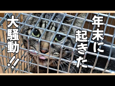 実は年末に大騒動が起きました