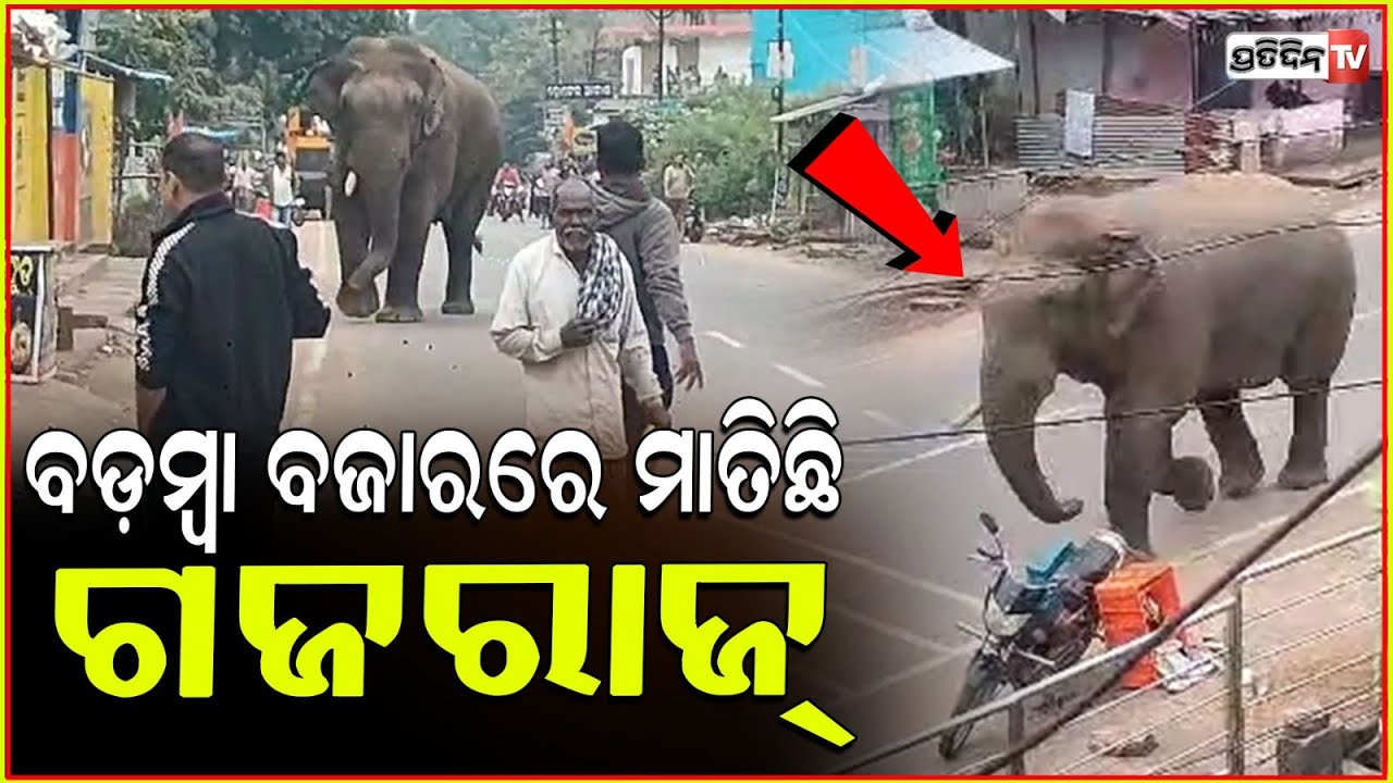 ବଡ଼ମ୍ବା ବଜାରରେ ଗୋଠଖଣ୍ଡିଆ ହାତୀ କଲା ହନ୍ତସନ୍ତ ! elephant roams in badamba market, cuttack.