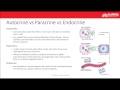 Endocrine System Communication Concepts