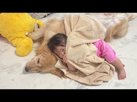 一緒に寝るためにタオルを持ってきた1歳児と添い寝してあげるゴールデンレトリバー