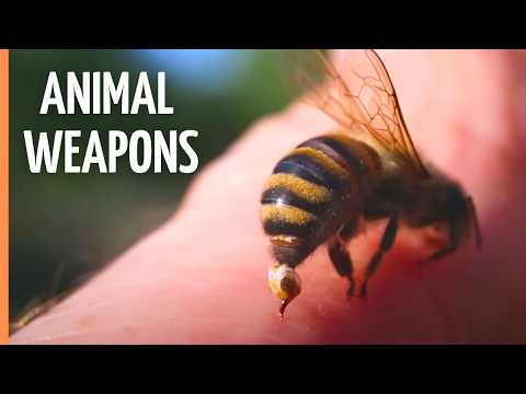 Deadly Defenses in Nature 🦂🐍 | Spit, Stingers & Survival | Full Documentary