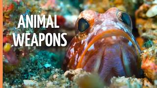 Deadly Defenses in Nature 🦂🐍 | Spit, Stingers & Survival | Full Documentary