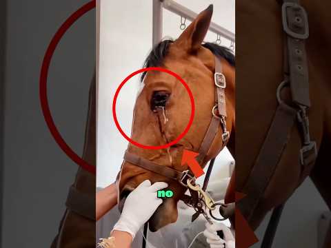The horse was abandoned by its owner as it became older, and it shed tears of sadness#horse #shorts