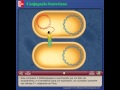 Conjugação Bacteriana e Transferência Genética