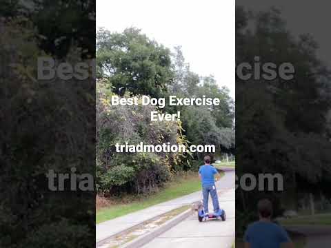 Puppy Loves 3 Wheel Scooter Runs! Triadmotion.com