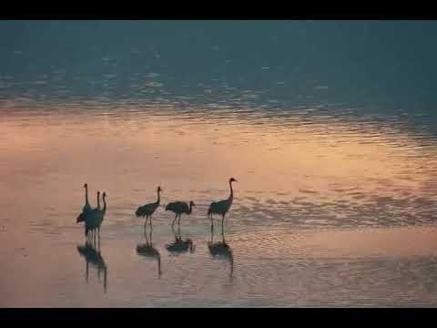 ראשוני העגורים הגיעו לאגמון החולה קק״ל