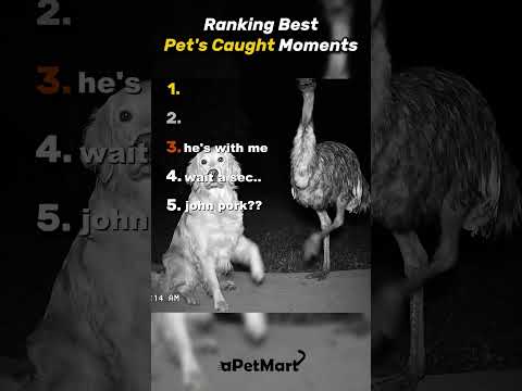 Top 5 Pets 💀 #cats #cat #funnyanimals #animals #funnypets #catcore #catsofinstagram #fyp #pets #cute