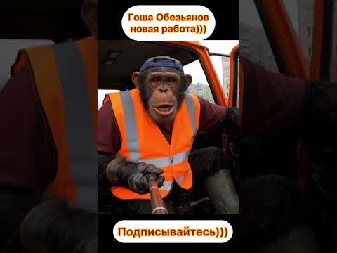 Гоша Обезьянов