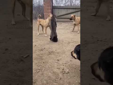 Brave Cat Protects Kitten From Dog Pack
