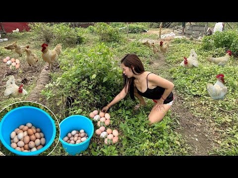 Second harvest! Halos isang Timba ang naharvest kong Brown Eggs sa Rhode Island white!
