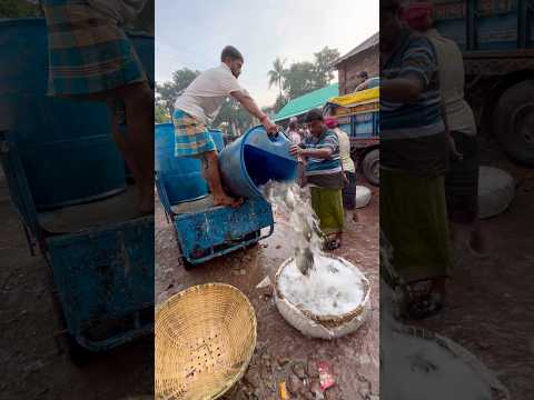 Funny Fishing..🐬😱#reels #viralreels #keeploving #satisfying #easyfarming #farming #farming #bamboo