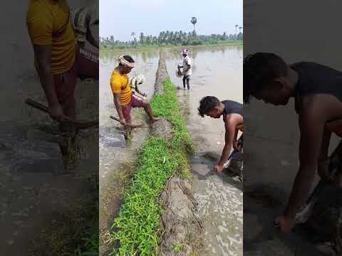#రైతులు #పోలంలో చింగావ్ వెయ్యటం #farming ...👍
