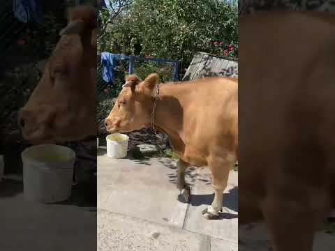 Куди це вона так спішить😅🔥#cow #animal #animals #villagelife #diy #farming #farmer #farm #village