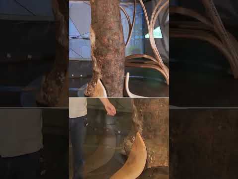 Largest part of Sycamore Gap tree goes on display