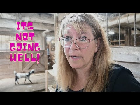Meet Our NEW Baby GOAT!