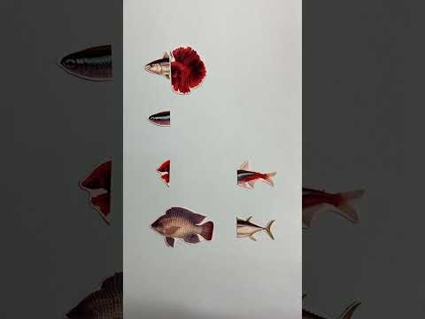 Mencocokkan ikan neon,cupang betta,tuna