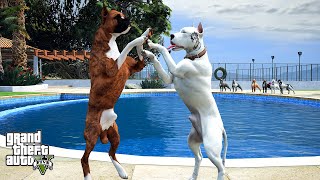 EJDER DÖVMELİ MİKE KÖTÜ BOXER BALBOA'YLA ARKADAŞ OLUYOR! - GTA 5 PİTBULL'UN HAYATI