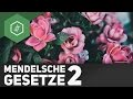 mendelschen-gesetze-teil-2/