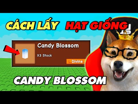 Cách Để Lấy Hạt Giống CANDY BLOSSOM Trong UPDATE Mới Của GROW A GARDEN | Roblox