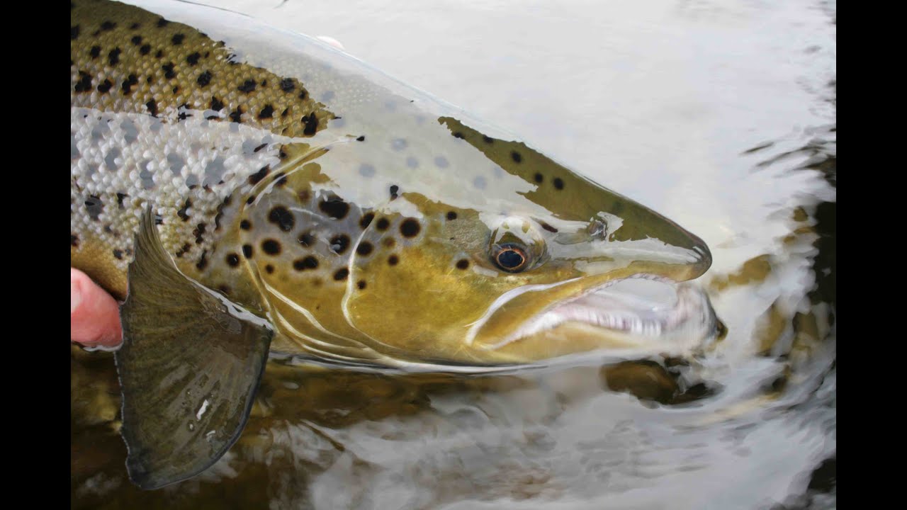 Atlantic Salmon River Tactics - Newfoundland - The New Fly Fisher