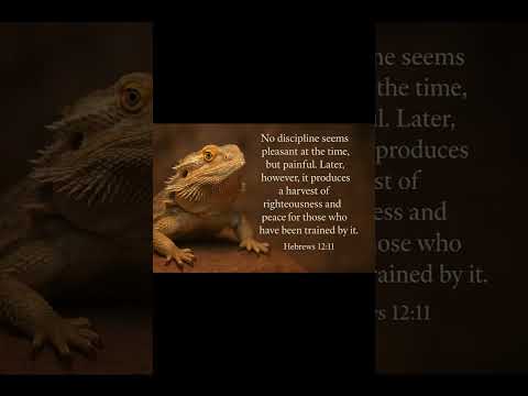 #music #christianmusic #dailybibleverse #beardeddragon