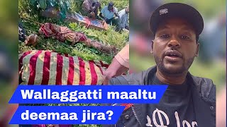 Wallaggaatti maaltu deemaa jira? Yaada gabaabaa kaabutaa dhaggeeffadhaa