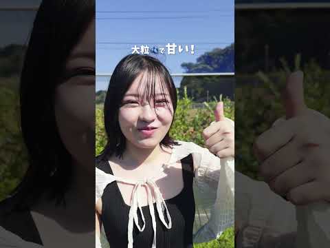「まぐろだけじゃない！三浦の魅力をご紹介!」ブルーベリー狩り篇