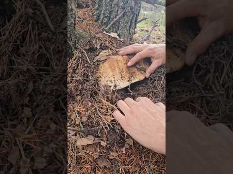 Beautiful mushrooms from Eastern Europe #funghi #porcini #boletus #grzyby #гриби