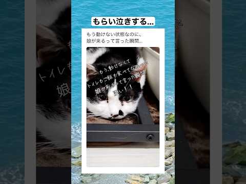 猫って、嬉しい感情が昂って抑えきれなくて爪とぎをする時も多いらしい...　#shorts #動物 #おすすめ