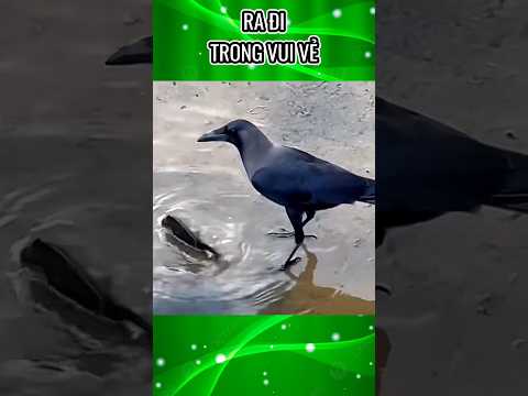 Toàn thằng ăn chay #funnyvideo #funny #funnyanimals #bird #fish
