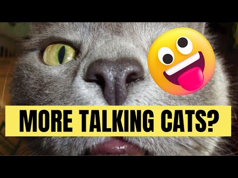 If Cats Could Talk 😹 - Funniest Cats 😂 - Fun 
