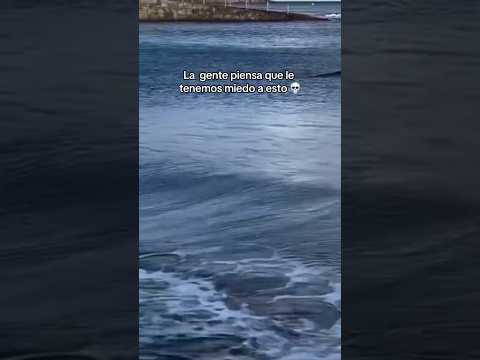 Lo más peligroso del océano ⚠️ #miedo #terror #animales #mar #naturaleza #playas