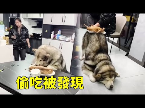 烧鸡实在是太香了狗狗没忍住还是吃了一口，不料主人就站在身后被抓一个现行，下一秒遭老罪了！【梁彬家的汪星人】