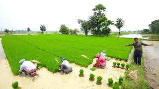 আলু পেঁপে দিয়ে দেশি মোরগের ঝোল রান্না খাওয়া | Country chicken curry recipe | Village Cooking Vlog