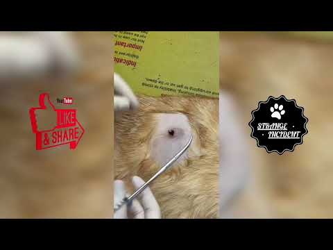 Gigantic Foxtail Removed From Dog #811
