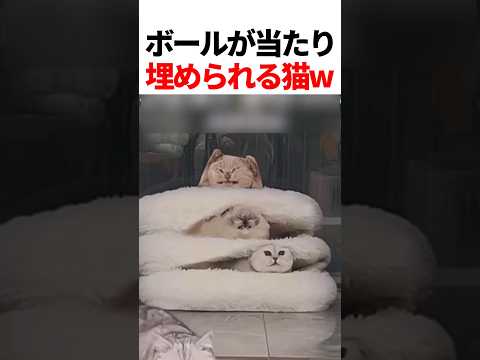 ボールが当たり埋まる猫たちw