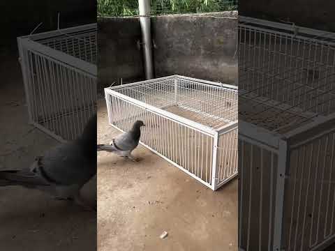 Ce Piège Révolutionnaire Protège les Oiseaux ! 🐦