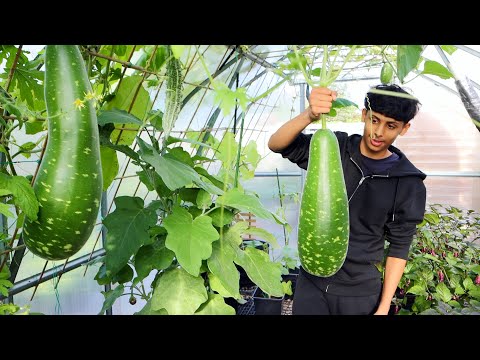 TODAY'S MASSIVE HARVEST! SEPTEMBER GARDEN TOUR