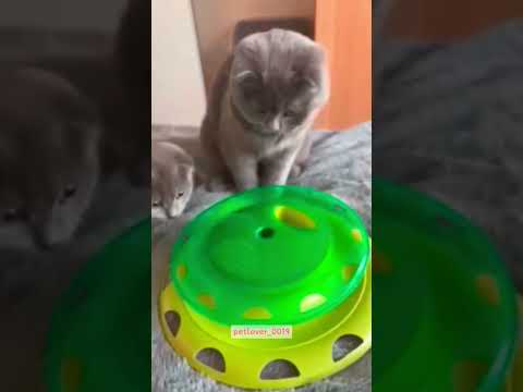 toy story. #funny #cat #fuunypets #funypets #pets #funnupets #funnyanimals #funnycats