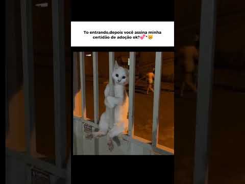 Esse gatinho seguiu sua futura dona até a sua casa, querendo ser adotada e receber amor e carinho