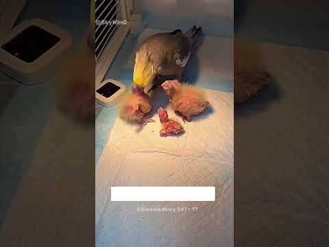 A Boy’s Love for a Lonely Bird 🥹