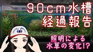90水槽経過報告～照明で草に変化が～