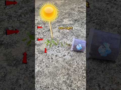 Tree Vs Wire #shorts #shortvideo