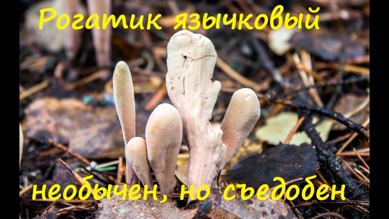Клавариадельфус язычковый - съедобный гриб