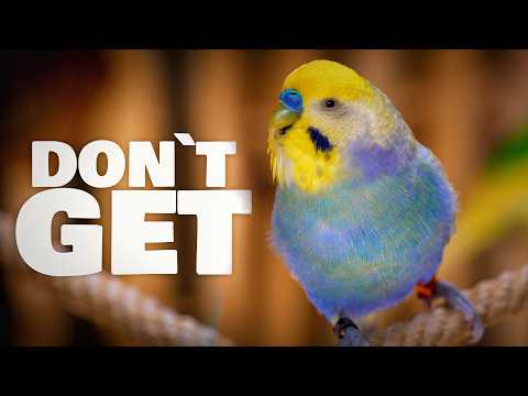 Why You Should Think Twice Before Getting a Budgie!