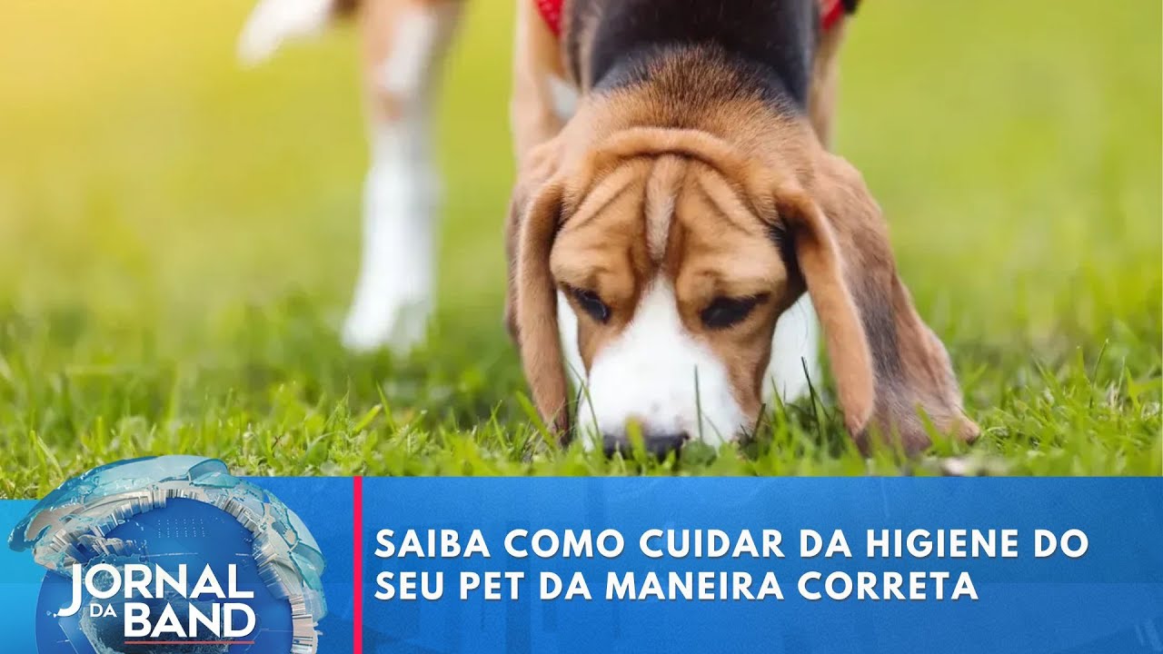 Saiba como cuidar da higiene do seu pet da maneira correta