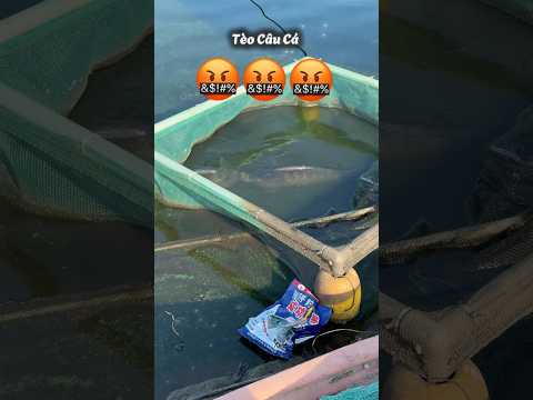 Mới bị vợ chửi xong đi câu còn gặp mày nữa #teocauca #polefishing