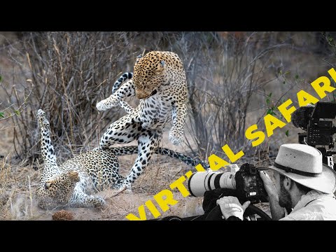 Aggressive Leopard Mating With A Twist- Virtual Safari # 241