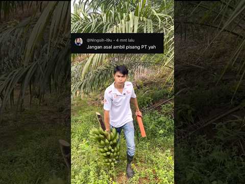 Ini bukan pisang PT yah